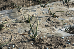 장수군, 양파 ‘생육재생기’ 철저 관리 당부