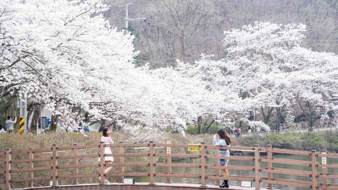 ‘진안고원 벚꽃 여행’ 진안군이 추천해요