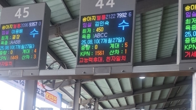 '고능력 한우 가축시장 표시제’ 임실축협 가축시장 시범 도입