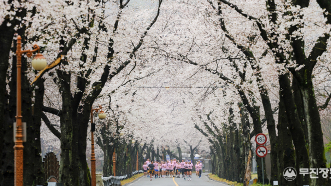 ‘2026 진안 벚꽃&웰니스 힐링 런트립’ 신비로운 분위기속 마무리...