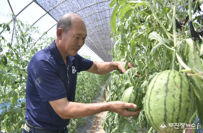 16일 전북 장수군 계남면 송재열 농가에서 열린 애플수박 지역적응 실증 시범사업 현장설명회에서 송재열씨가 설명회에 쓸 수박을 수확하고 있다. 1~2인 가구의 증가로 선호도가 높아진 애플수박은 무게는 1~2kg수준이며 크기도 일반 수박의 4분의1 정도로 껍질이 얇아 손질이 쉽고 음식물 쓰레기 부담이 적어 인기를 끌고 있다.