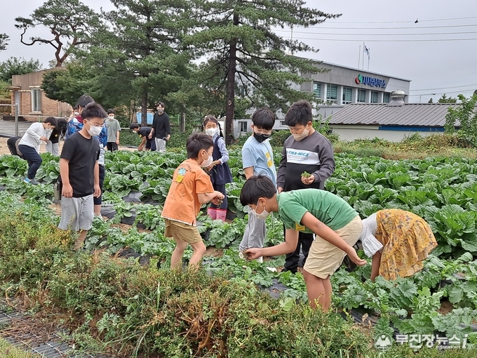 임실 지사초등학교에는 서울에서 9명이 유학 왔으며 오늘 오전에 배추밭에서 잡추를 뽑는 모습.