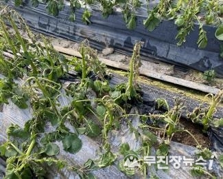 냉해를 입은 감자 잎과 줄기