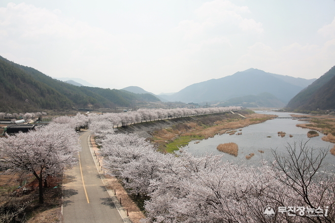 서면마을 금강변 벚꽃