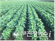 논콩 재배 전경