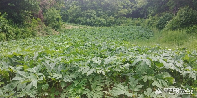 참당귀