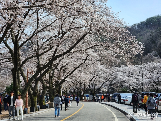 마이산남부 벚꽃