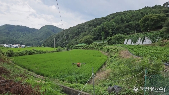 진안군, 벼멸구 확산 차단...1,104ha 대상 병해충 3회 공동방제