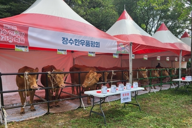 제19회 장수한우랑사과랑축제 셋째날 ‘장수한우 품평회’ 열려요!