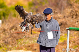 오는 13일 진안군, 전북특별자치도 무형유산 ‘매사냥’ 공개시연회
