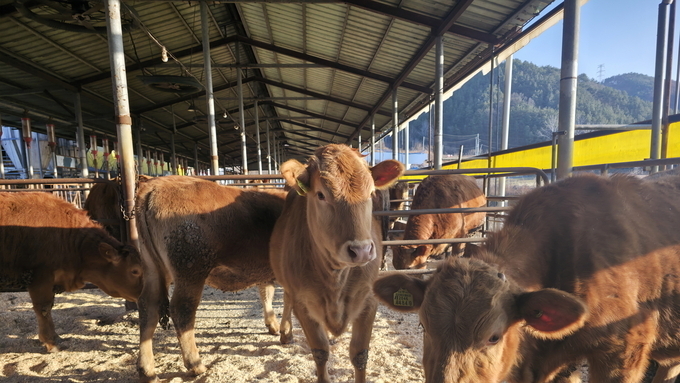 무주 한우, 전국최고품질...한우 1+등급 이상 출현율 62.4 도내 1위