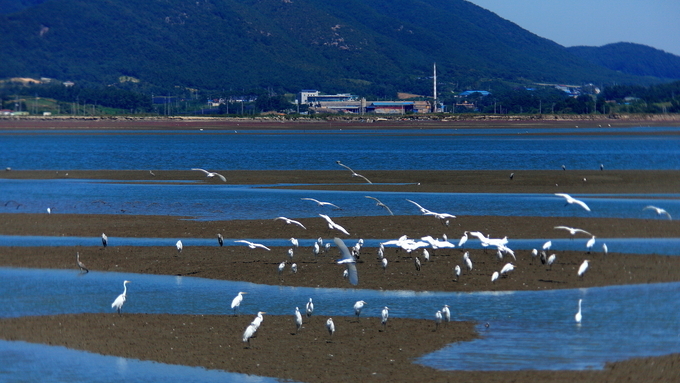 전북도, 세계유산 고창·부안 갯벌 보전·복원 사업 본격화