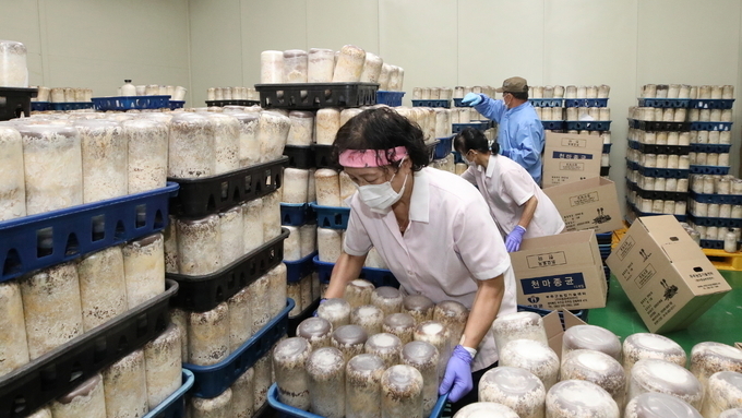 무주군, 4월말까지 고품질 천마 종균 보급