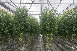 진안군, 토마토뿔나방 예찰·방제 강화... 방제약제 2종 공급